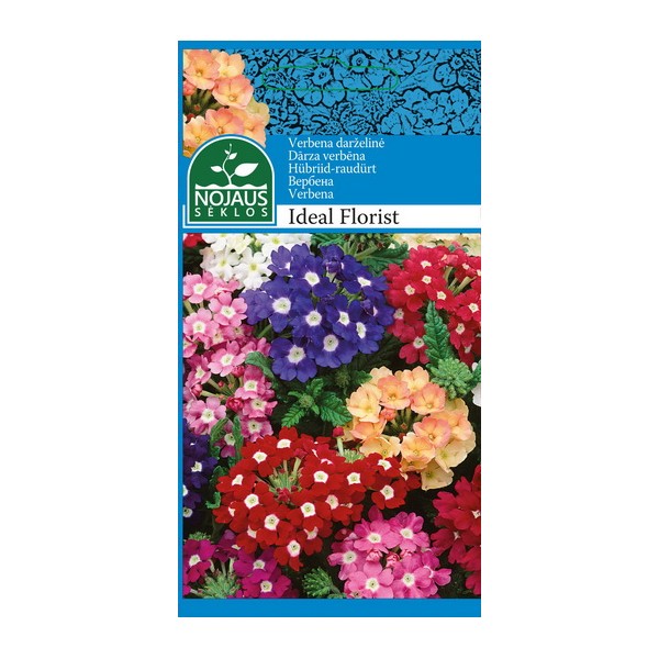 VERBENA DARŽELINĖ IDEAL FLORIST