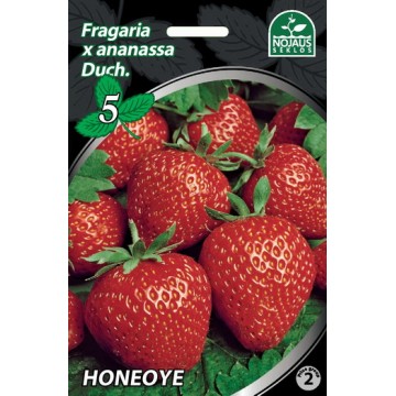 BRAŠKĖS FRIGO Honeoye A+...