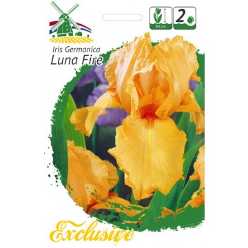 EXCLUSIVE VILKDALGIAI LUNA...