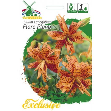 EXCLUSIVE LELIJOS FLORE PLENO