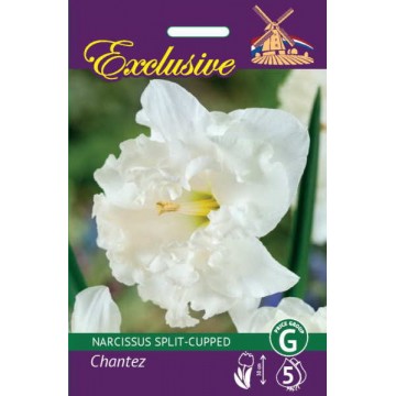 NARCIZAI EXCLUSIVE CHANTEZ