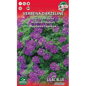 VERBENA DARŽELINĖ LILAC BLUE