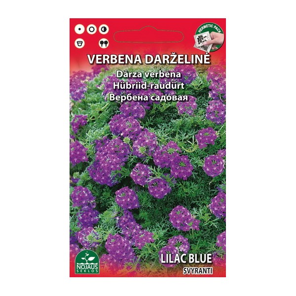 VERBENA DARŽELINĖ LILAC BLUE