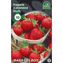 BRAŠKĖS FRIGO MARA DES BOIS  (10 vnt.)