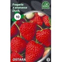 BRAŠKĖS FRIGO OSTARA A (10 vnt.)