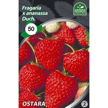 BRAŠKĖS FRIGO OSTARA A (50...