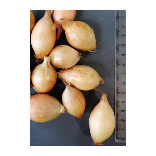 1KG STURON 21/24 VĖLYVI SVOGŪNŲ SODINUKAI