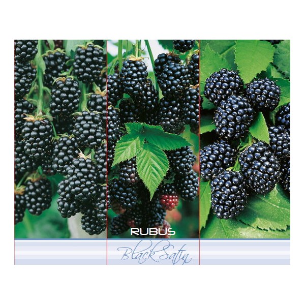 Gervuogė BLACK SATIN