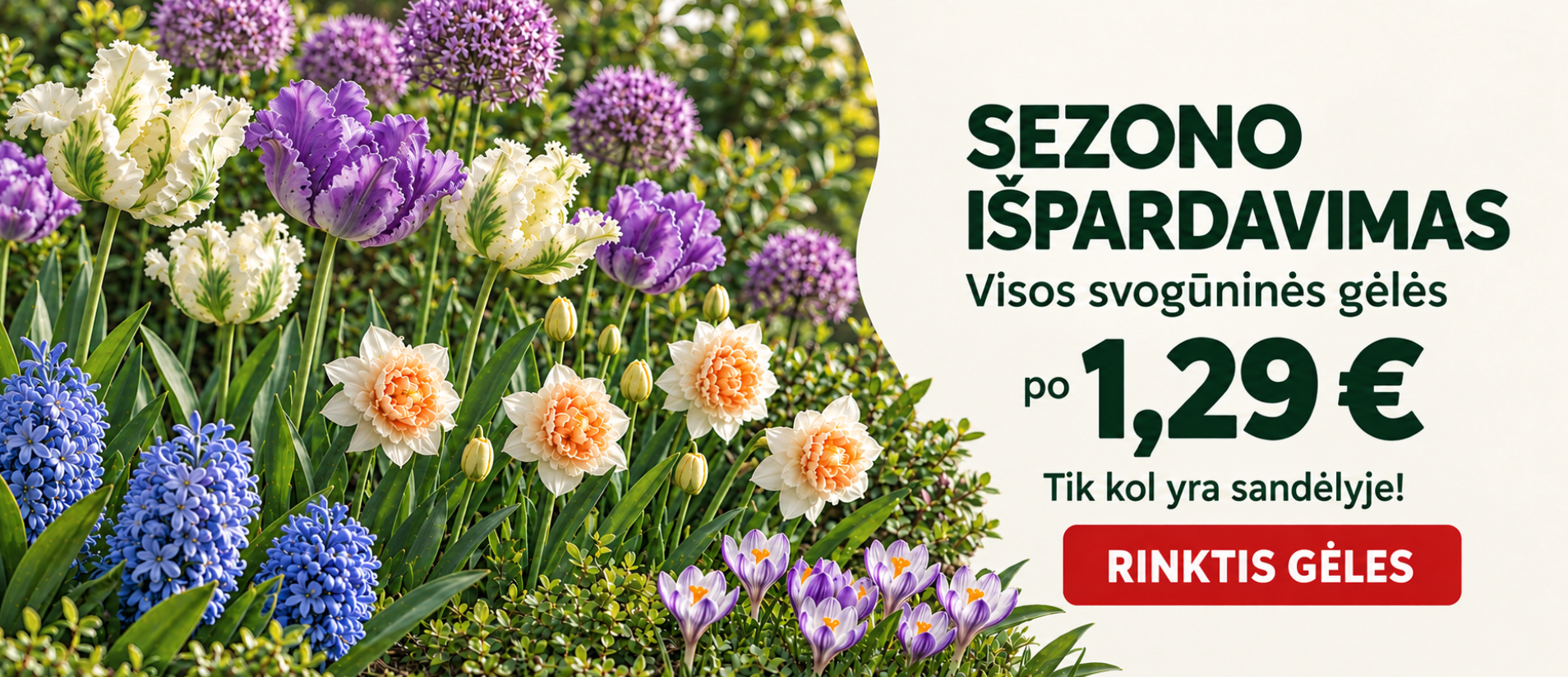 Visos svogūninės gėlės tik 1,29€