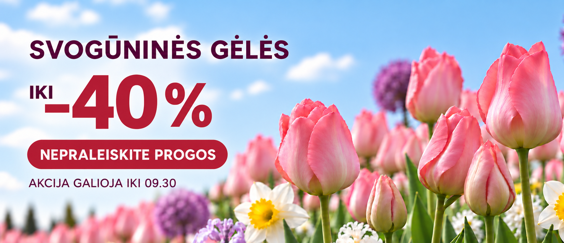 Svogūninių gėlių akcija iki -40%
