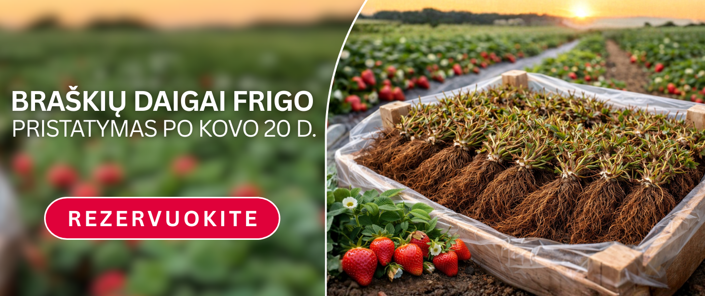 Braškių rezervacija 