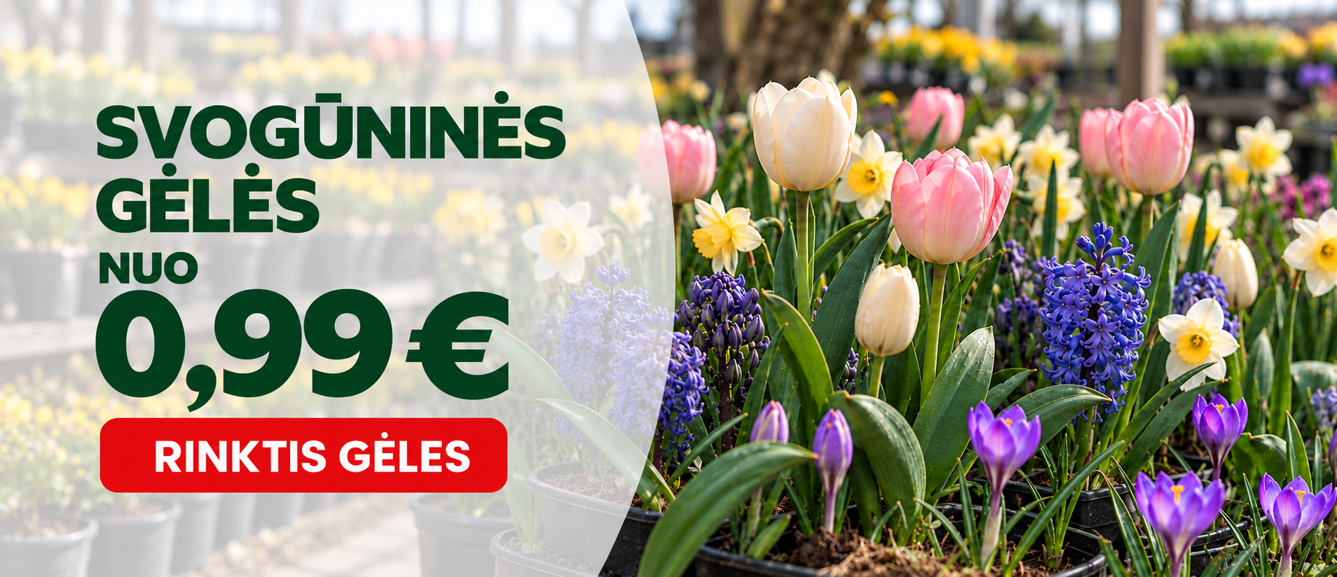 Svogūninės gėlės nuo 0,99€