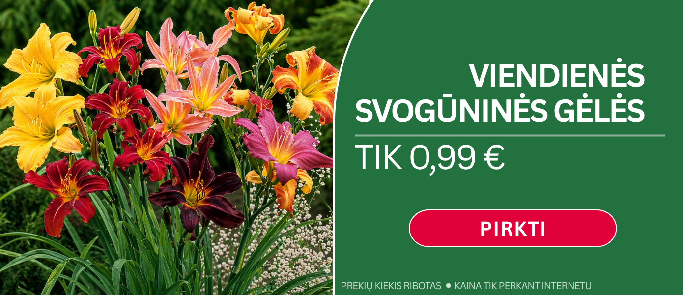 Viendienės 0,99€
