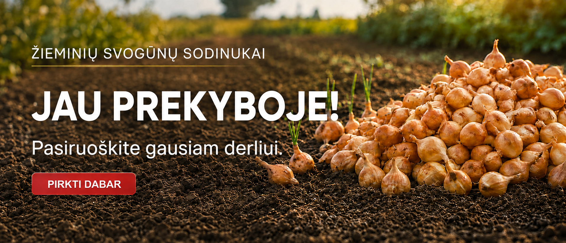 Svogūnų sodinukai jau prekyboje