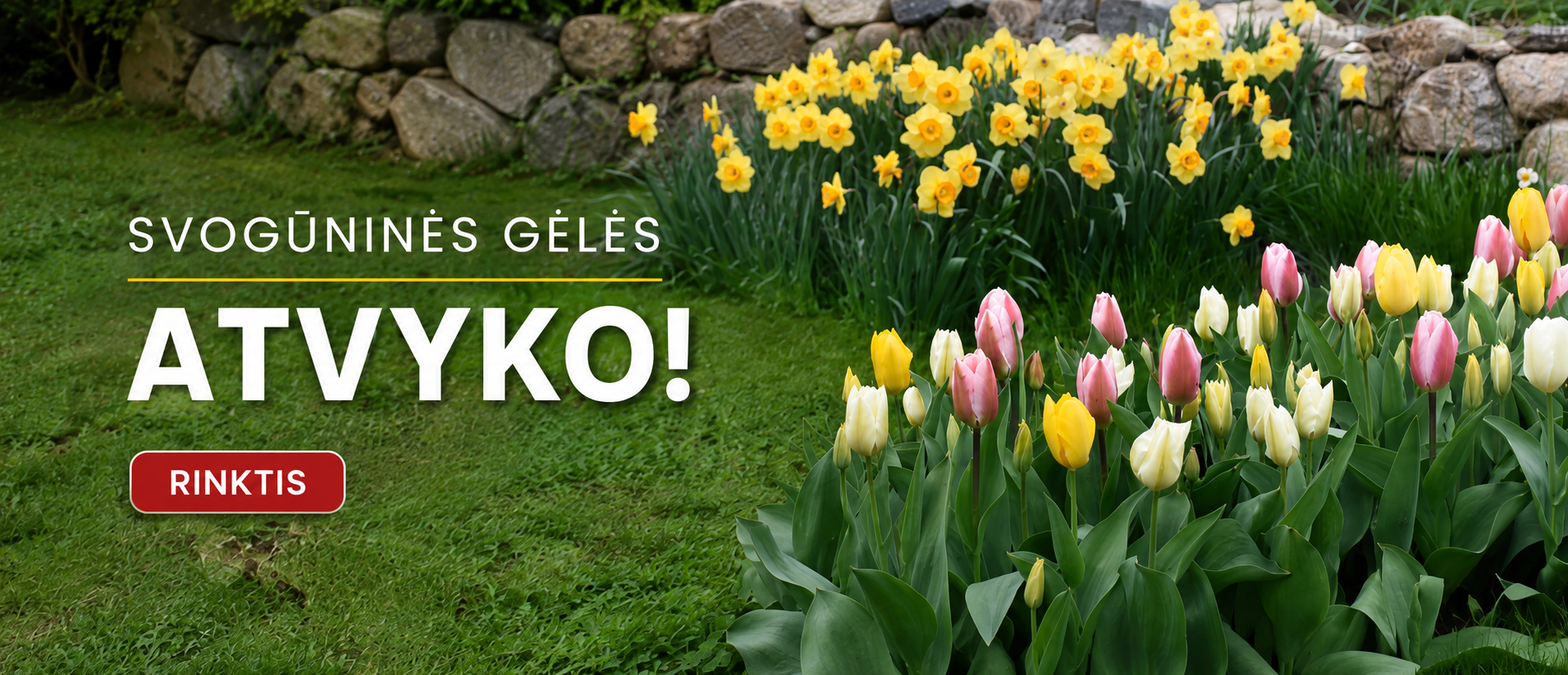 Svogūninės jau prekyboje LT
