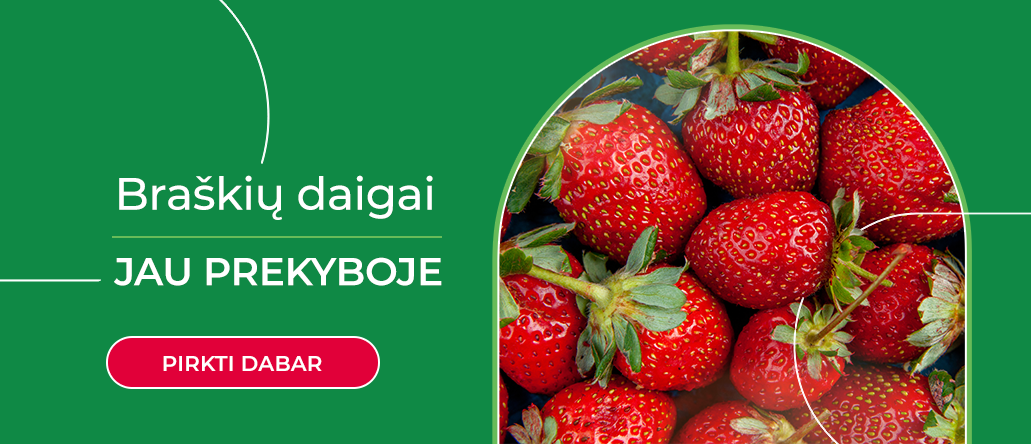 Braškių daigai 