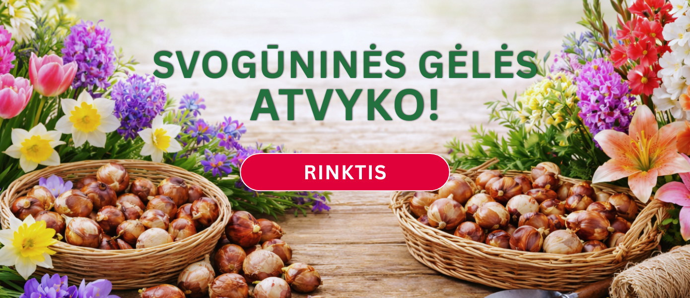 Svogūninės gėlės 