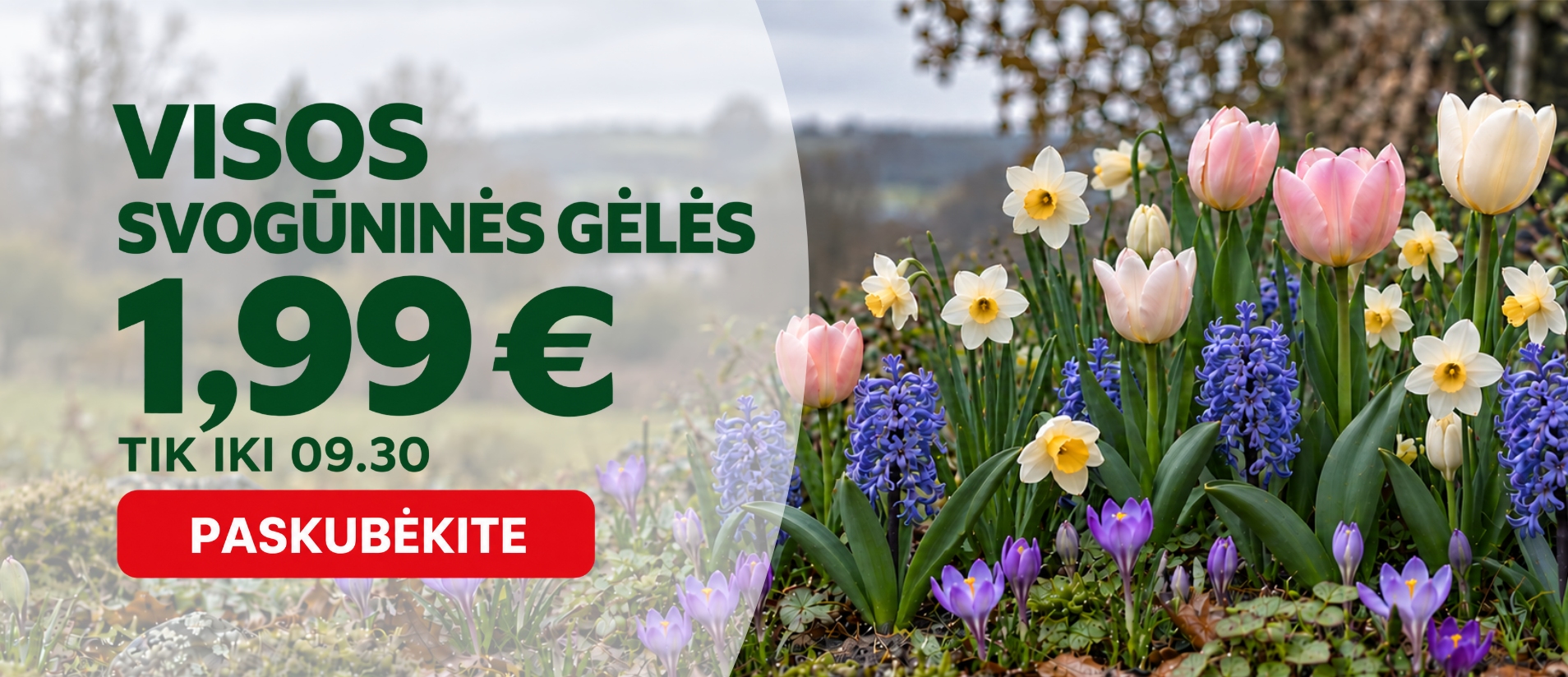 Svogūninės viena kaina 1,99€