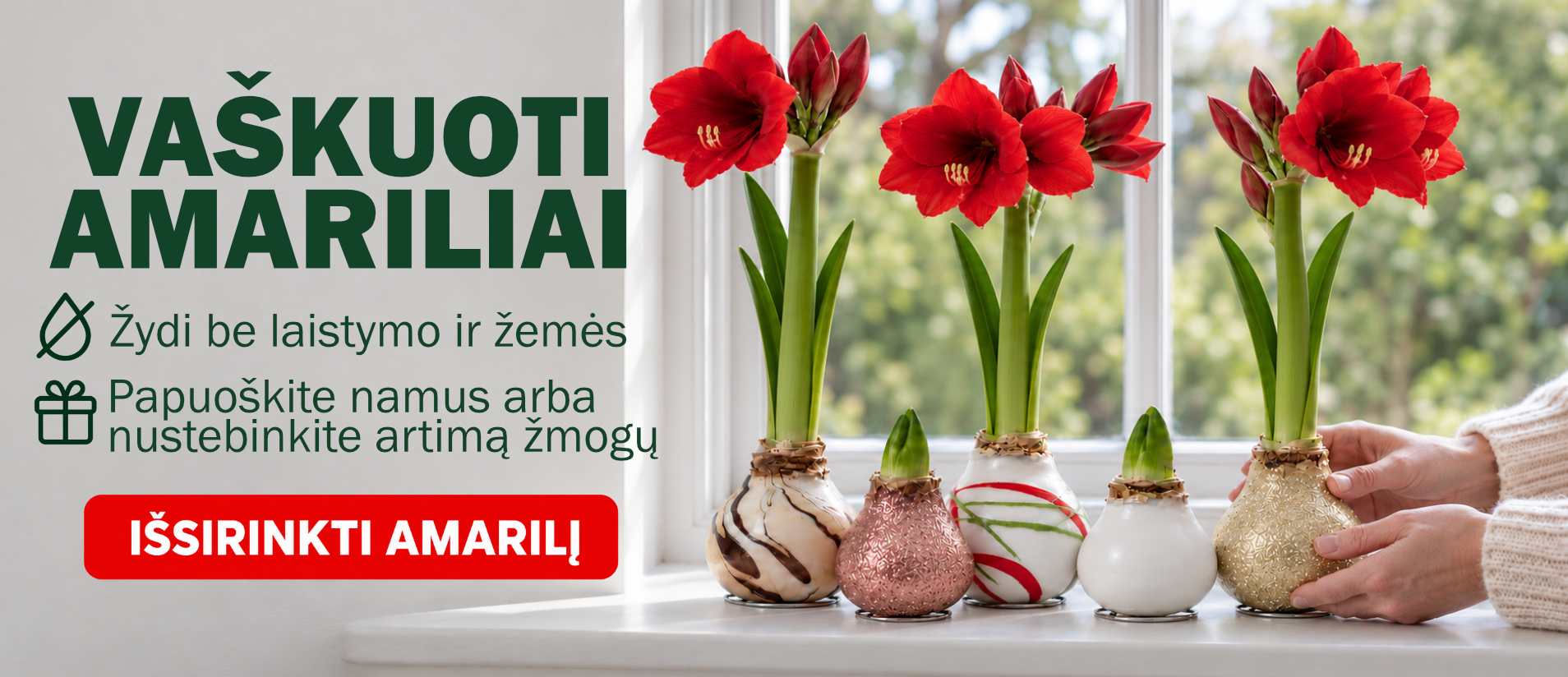 Vaškuoti amariliai LT