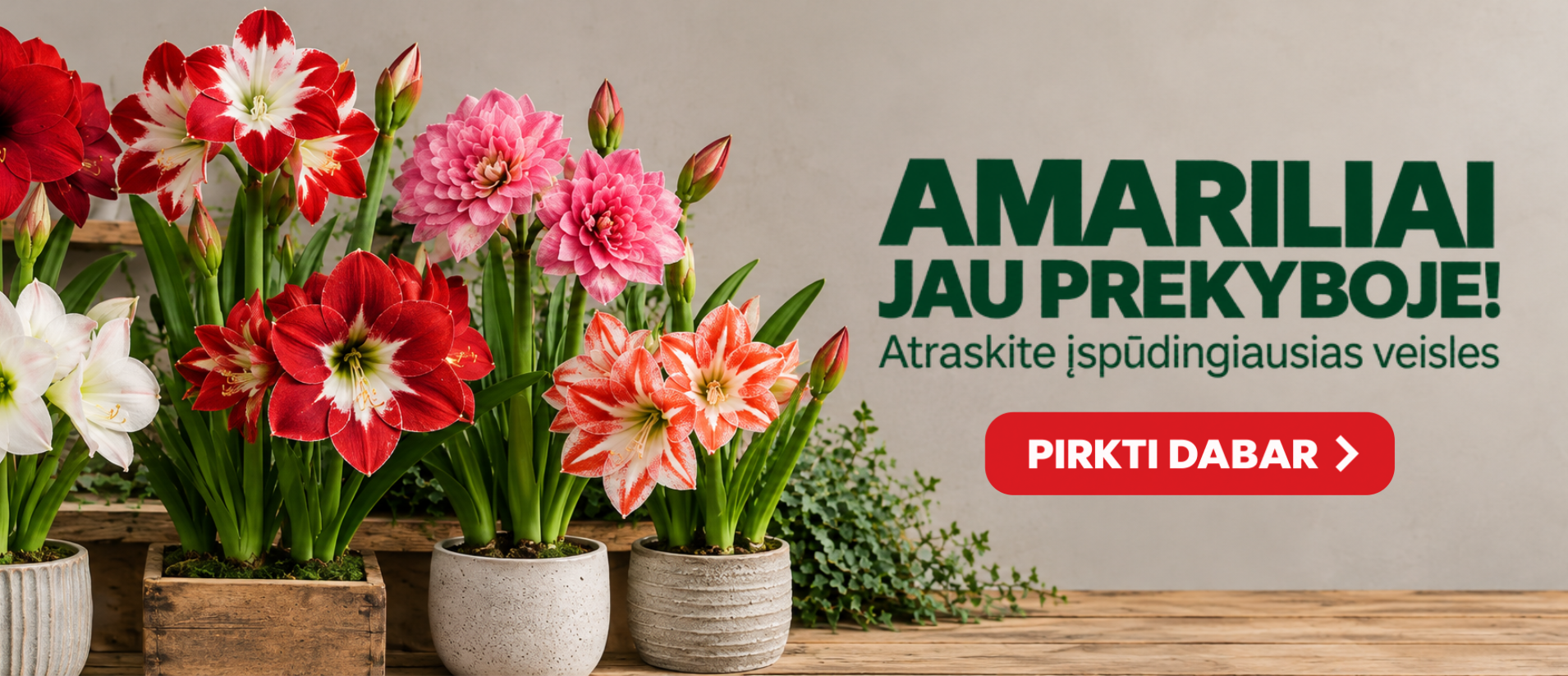 Meileniai jau prekyboje LT