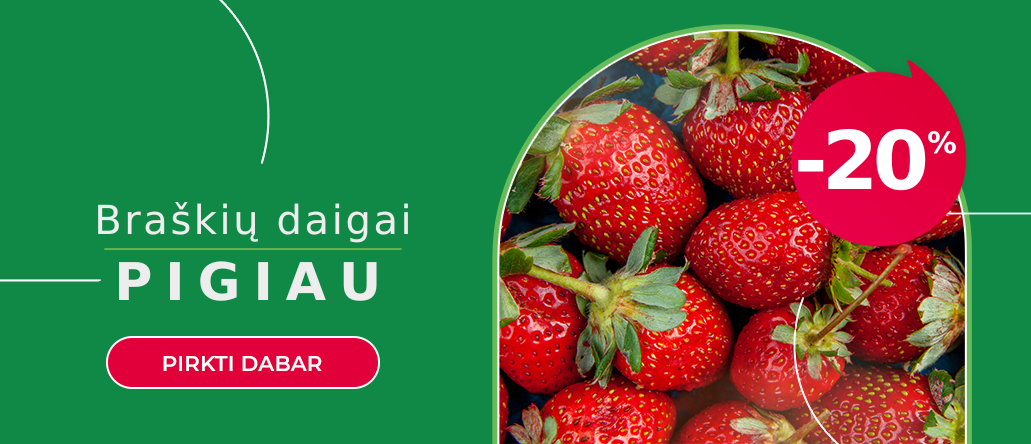 Braškių daigai -20%
