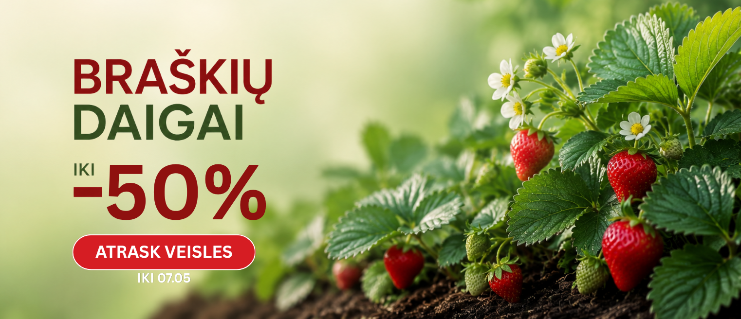 Braškės AKCIJA -50%
