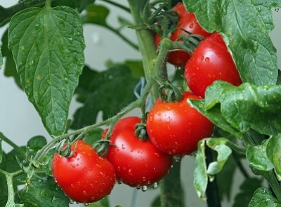 Pomidorų sėklos profesionalams