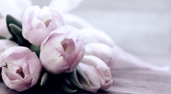 Tulpių auginimas ir priežiūra