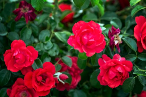 Rožių, vaiskrūmių ir dekoratyvinių krūmelių sodinimas