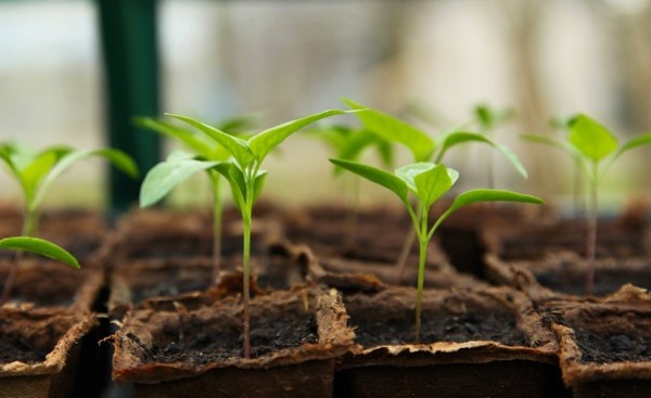 Daržovių  daigų auginimas, ką svarbu žinoti?