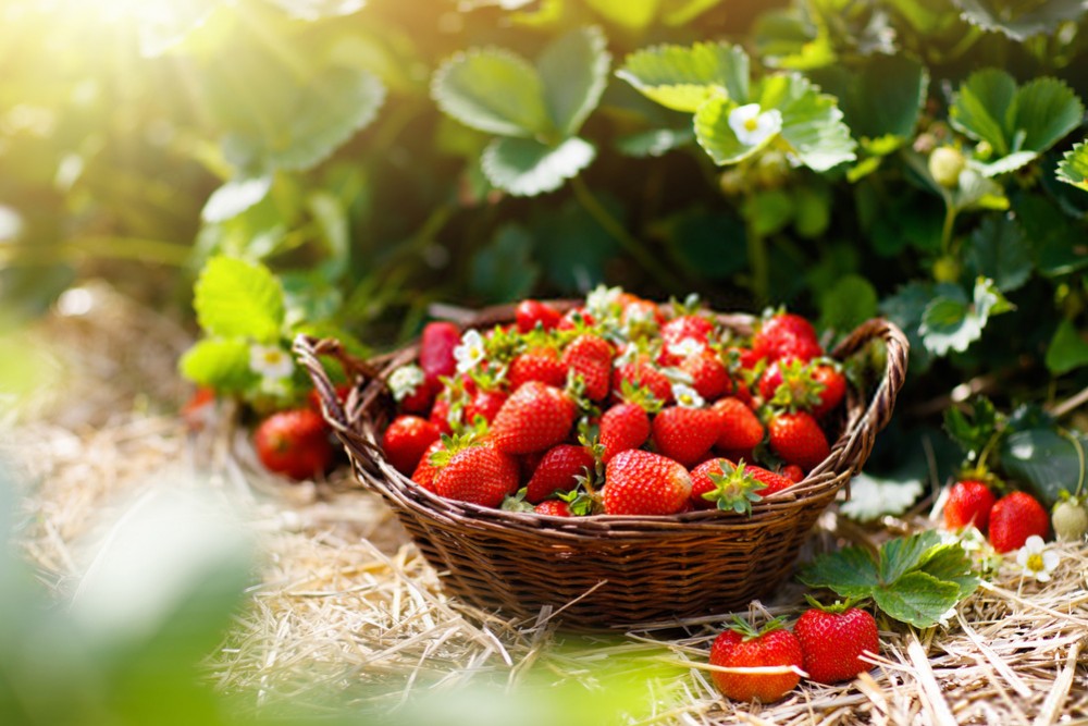 FRIGO BRAŠKIŲ DAIGŲ SODINIMO YPATYBĖS