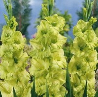 Svogūninės gėlės – kardeliai