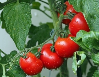 Pomidorų sėklos profesionalams