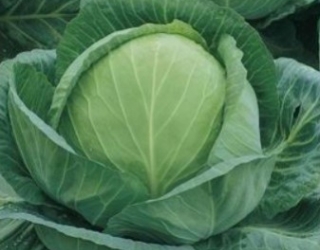 Pirmosios kopūstų gūžės