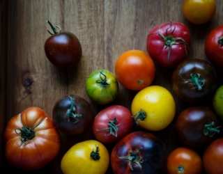 Naujos pomidorų sėklos