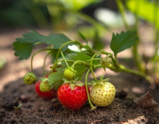 Frigo braškių daigų asortimentas