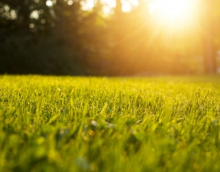 5 svarbiausi dalykai prižiūrint veją