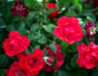 Rožių, vaiskrūmių ir dekoratyvinių krūmelių sodinimas