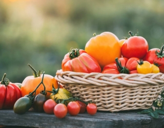Kaip užauginti gerą pomidorų derlių?