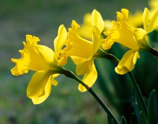 Narcizų sodinimas ir priežiūra