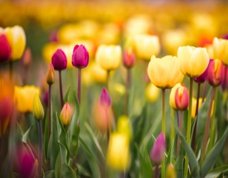 Tulpių sodinimas: patarimai tulpių mylėtojams