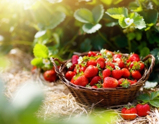 FRIGO BRAŠKIŲ DAIGŲ SODINIMO YPATYBĖS