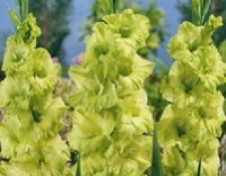 Svogūninės gėlės – kardeliai